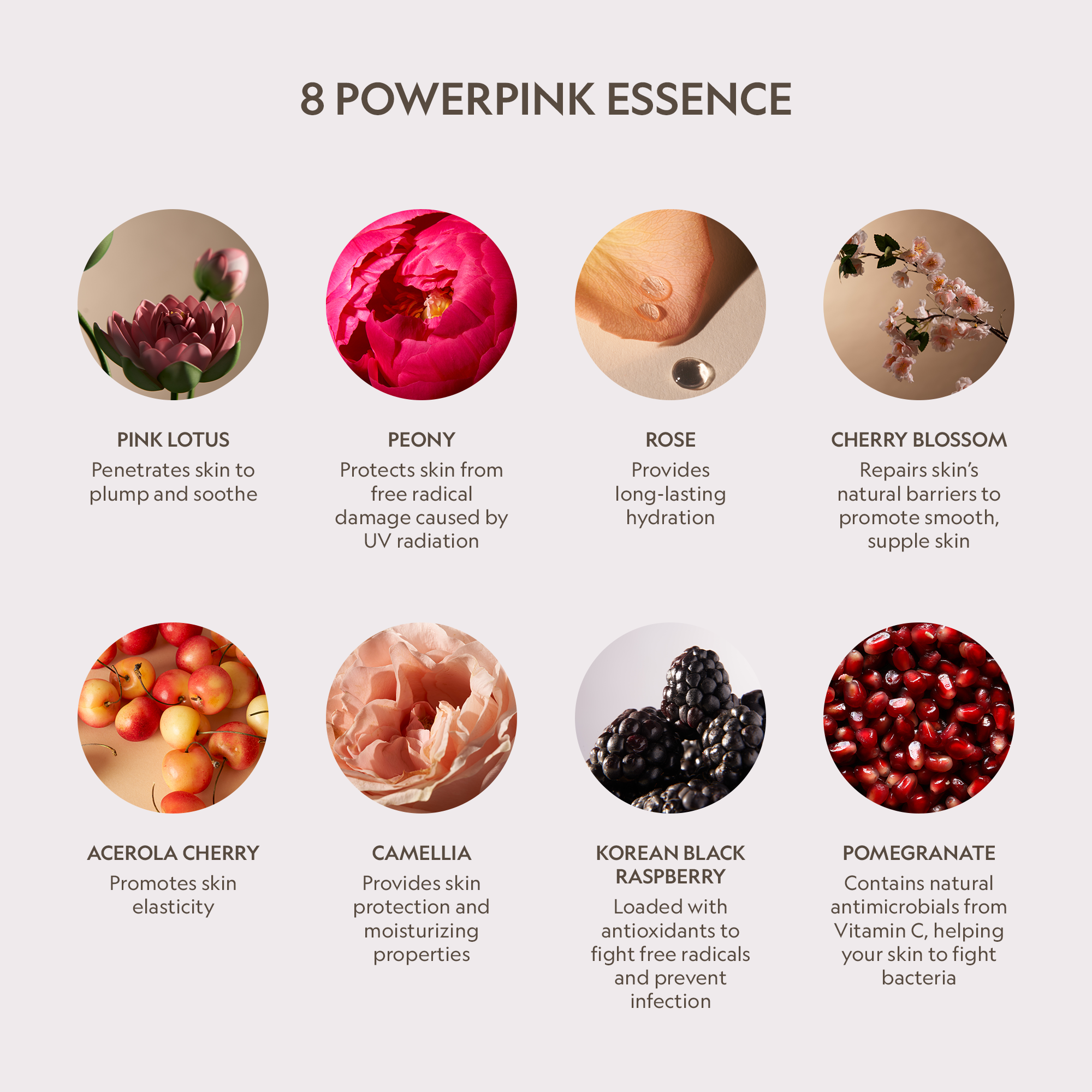 Pink Lotus Peptide Renewal Face Cream - Brightening & Firming